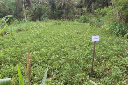 TANAMAN KACANG TANAH DUSUN SEMUTEN