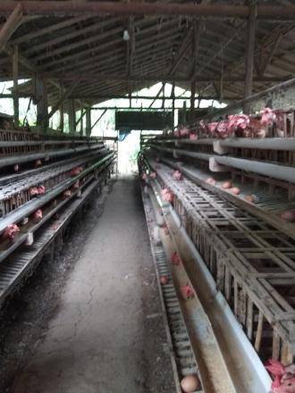 Usaha Budidaya ternak ayam petelur